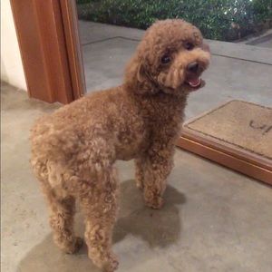 Meet your Posher, Shannon